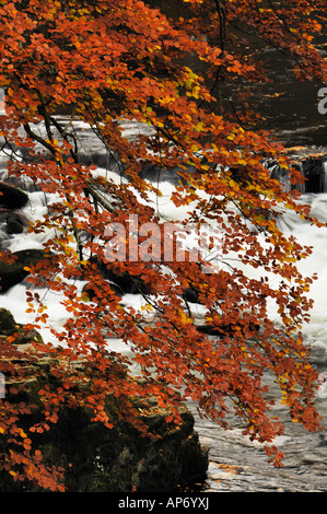 Couleurs d'automne d'un hêtre près de la rivière Dart près de New Bridge dans le parc national de Dartmoor, Devon, Angleterre Banque D'Images