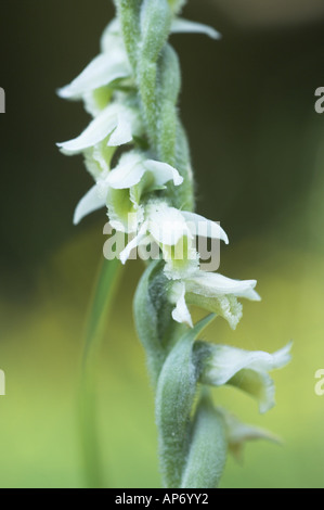 Automne orchidée Spiranthe spiranthes spiralis Chers croissant sur les pelouses établies Norfolk UK Septembre Banque D'Images