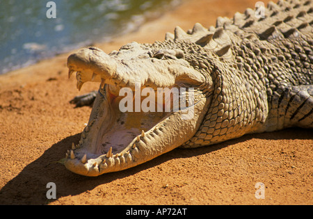 Un géant 25 pieds de long crocodile d'eau salée soleil lui-même sur une terre rouge en Australie de l'ouest banque Banque D'Images