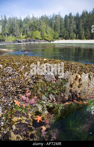 L'ocre des étoiles de mer Pisaster ochraceus dans rockpool avec vert géant Anthopleura xanthogrammica anémone de mer British Columbia Canada Banque D'Images