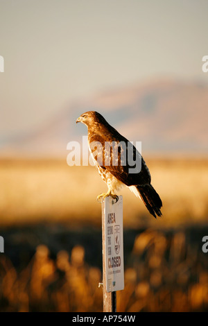 Hawk, Bassin Klamath National Wildlife Refuge, en Californie Banque D'Images