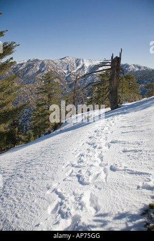 Sentier d'hiver dans les montagnes San Gabriel Banque D'Images