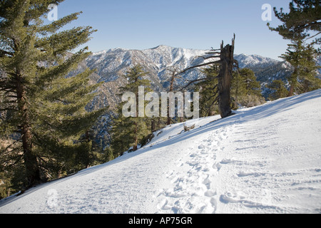 Sentier d'hiver dans les montagnes San Gabriel Banque D'Images