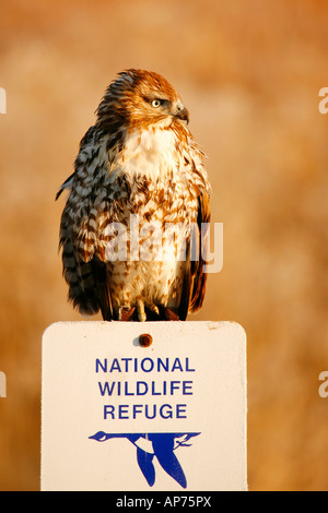 Faucon sur refuge signer, Bassin Klamath National Wildlife Refuge en automne ( Automne ), en Californie Banque D'Images