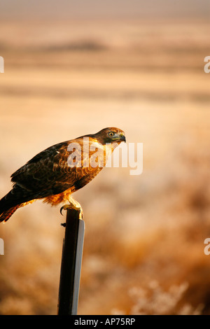 Faucon sur refuge signer, Bassin Klamath National Wildlife Refuge en automne ( Automne ), en Californie Banque D'Images