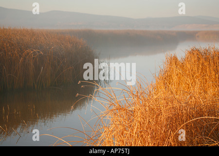 Les roseaux et les quenouilles, Bassin Klamath National Wildlife Refuge en automne ( Automne ), en Californie Banque D'Images