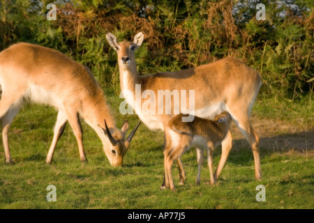 Cobes Lechwes Kafue Kobus leche kafuensis Banque D'Images