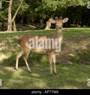 Eld's Deer Cervus eldi Banque D'Images