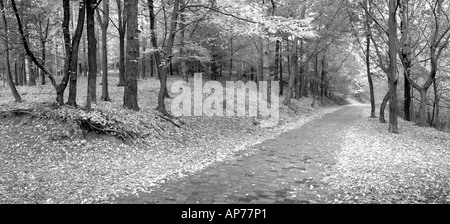 Les arbres des forêts tempérées, noir et blanc, la Moldavie, la Roumanie, l'Europe de l'Est Banque D'Images