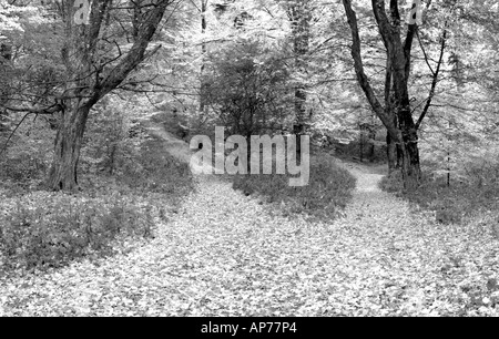 Les arbres des forêts tempérées, noir et blanc, la Moldavie, la Roumanie, l'Europe de l'Est Banque D'Images