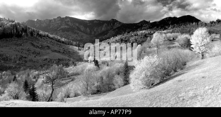 Les arbres des forêts tempérées, noir et blanc, la Moldavie, la Roumanie, l'Europe de l'Est Banque D'Images