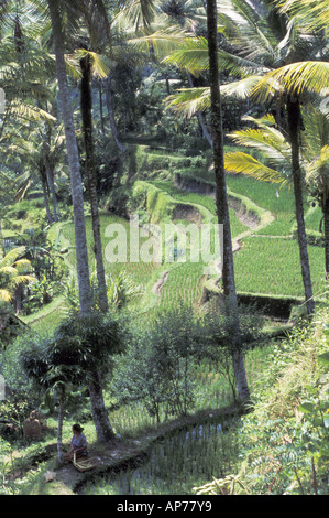 La culture du riz terrasses et Woman Bali Indonésie Banque D'Images