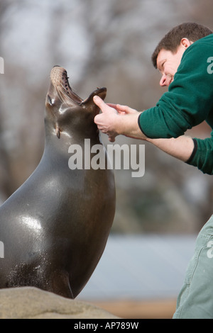 Un zookeeper inspecte une dents joints Banque D'Images