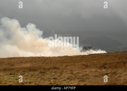 L'ajonc Burning vallée de Conwy Banque D'Images