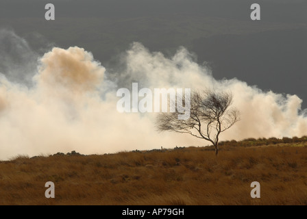 L'ajonc Burning vallée de Conwy Banque D'Images