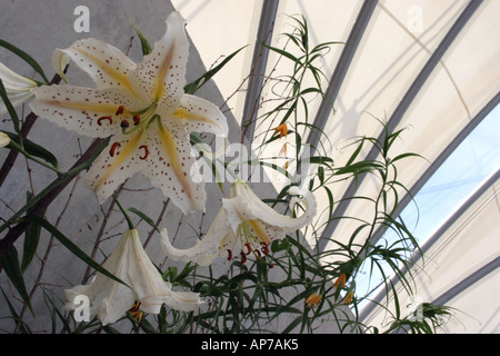 Lis dans la nouvelle Maison Alpine à Kew Gardens à Surrey, Londres Banque D'Images