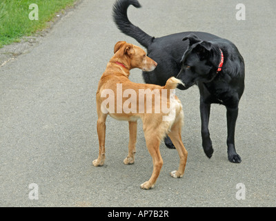 Deux chiens sur la réunion de prendre contact en reniflant les uns les autres Banque D'Images