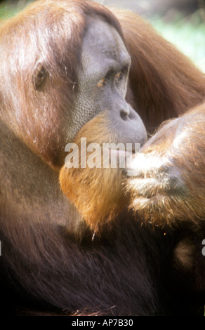 Pongo pygmaeus orang-outan de Sumatra abelli Close up hand to mouth, perdu dans ses pensées Banque D'Images