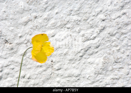 Marguerite jaune contre un mur blanc, uk Banque D'Images