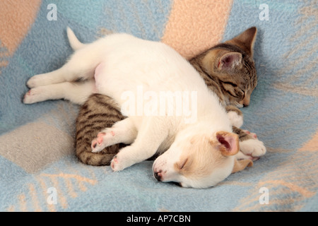 Jeune chaton et chiot jeune endormi sur le dessus de l'autre Banque D'Images