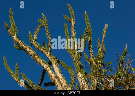 Arbre pieuvre, Didieracae fam, dans la Forêt épineuse, réserve privée de Berenty, Madagascar Banque D'Images