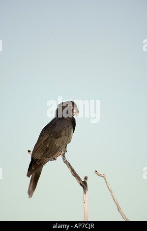 Vasa parrot, moindre Coracopsis nigra, réserve spéciale d'Ankarana, Madagascar Banque D'Images