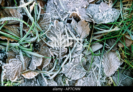 Feuilles givrées. Banque D'Images