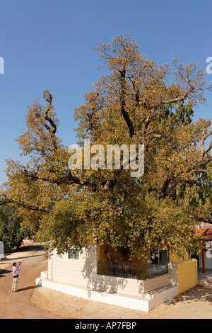 Le Mont Thabor Oak tree à Sheikh Ibrahim tombe dans les hauteurs du Golan de Banias Banque D'Images