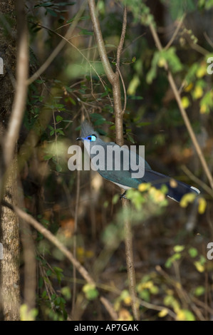 Crested coua, coua cristata, forêt de Kirindy, Madagascar Banque D'Images