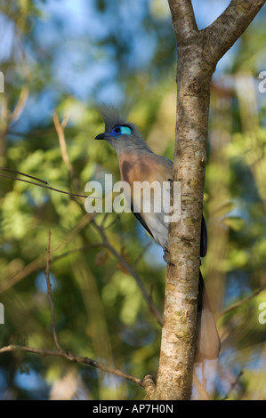 Crested coua, coua cristata, forêt de Kirindy, Madagascar Banque D'Images