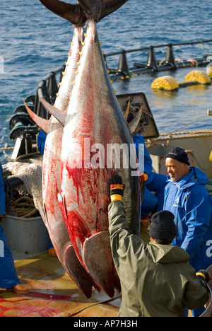 La capture de thon rouge dans des cages d'aquaculture Cesme Turquie Banque D'Images