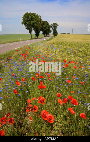 Coquelicots FLEURS DE MAÏS ET D'ORGE DANS LE CHAMP À CÔTÉ D'UNE ROUTE VIDE FRANCE EUROPE CENTRALE Banque D'Images