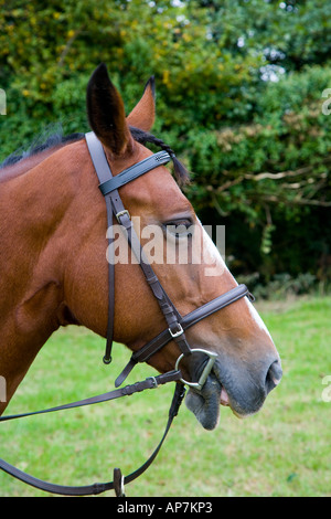 CHEVAL PARLE Banque D'Images