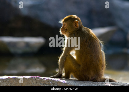 Guangxi ou Macaca mulatta Monkey Monkey Island sur l'île de Hainan Chine Banque D'Images