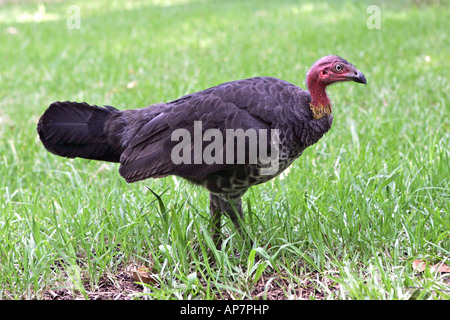 Colombe pygmée femelle, pinceau-Turquie, aka gweela, frotter la Turquie La Turquie, bush ou Francolinus lathami, Queensland, Australie Banque D'Images