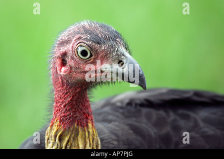 Colombe pygmée femelle, pinceau-Turquie, aka gweela, frotter la Turquie La Turquie, bush ou Francolinus lathami, Queensland, Australie Banque D'Images