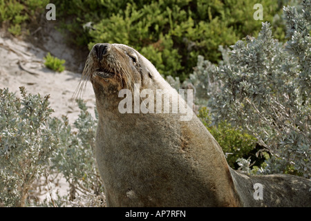 Les Lions de mer australiens Bull aka,mer Australien-lion ou de l'Australie, sealion Seal Bay Conservation Park, Kangaroo Island, Australie du Sud, Australie Banque D'Images