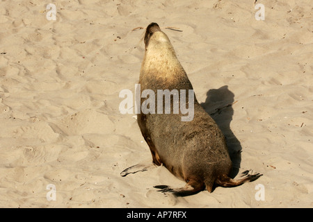 Les Lions de mer australiens Bull, alias Australian sea-lion ou de l'Australie, sealion Seal Bay Conservation Park, Kangaroo Island, Australie du Sud, Australie Banque D'Images