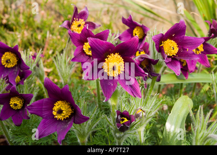 La fleur de Pasque est une plante de toundra de la famille des ranunculi, également connue sous le nom de crocus du vent, qui serait utile dans le traitement des maladies oculaires telles que les cataractes Banque D'Images