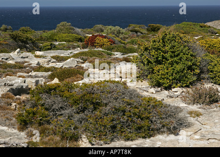 Cape du Couedic, parc national de Flinders Chase, Kangaroo Island, Australie du Sud, Australie Banque D'Images