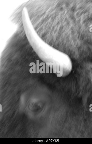 American Bison bison bison chef close up p Mots-clés american bison buffalo tête portrait noir et blanc flou de mouvement prairi Banque D'Images