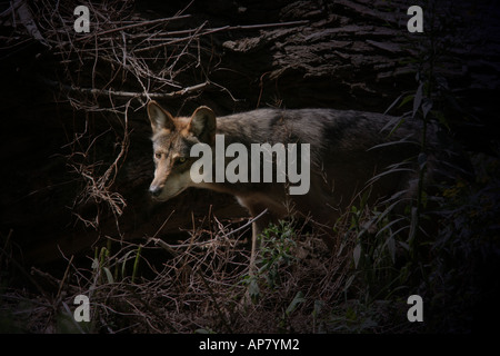 Loup gris du Mexique Mexique p Mots-clés loup gris Loup prédateur mammifère canin Faune La faune sauvage loup gris loup-garou danger danger Banque D'Images