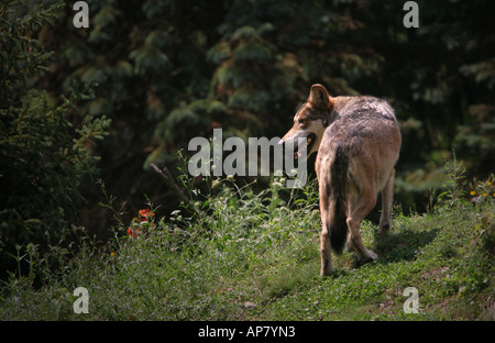 Loup gris du Mexique Mexique p Mots-clés loup gris Loup prédateur mammifère canin Faune La faune sauvage loup gris loup-garou danger danger Banque D'Images