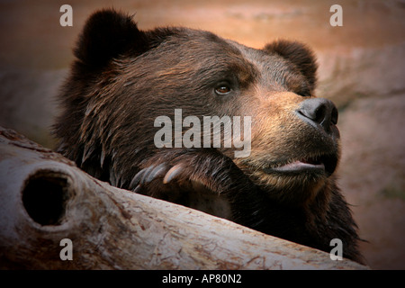 Ours brun (ursus arctos) p Mots-clés brown bear (Ursus arctos) portrait repos face close up photo sleepy ours brun ph animaux Banque D'Images