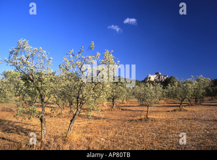 Olive Grove près de St Rémy de Provence Alpilles avec montagnes en arrière-plan Bouches-du-Rhône Provence France Banque D'Images