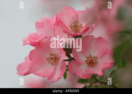 Rosier arbustif carefree delight rosa meipotal meipotal p Mots-clés rosier arbustif carefree delight rosa meipotal stock photo image pictur Banque D'Images