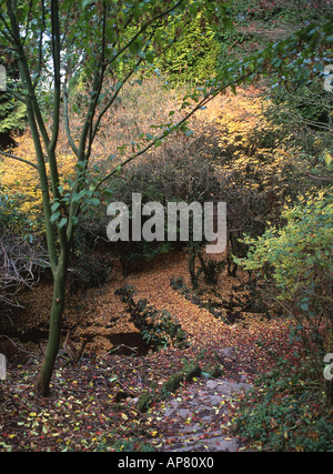 En automne forestiers Cefn Onn Park Lisvane Cardiff South Wales UK Banque D'Images