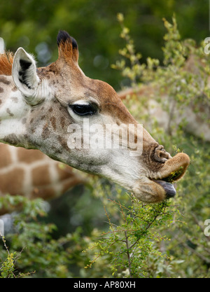 Close up d'une girafe avec l'aide de sa langue lèvre gondolé pour tirer une branche vers sa bouche tout en se nourrissant d'un arbuste Banque D'Images