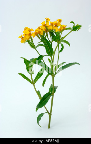 Marigold Signet (Tagetes tenuifolia) rameau en fleurs photo studio Banque D'Images