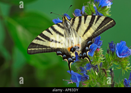 Machaon machaon voile rare ou Swallowtail Iphiclides podalirius Poirier sur Vipérine commune de floraison Banque D'Images
